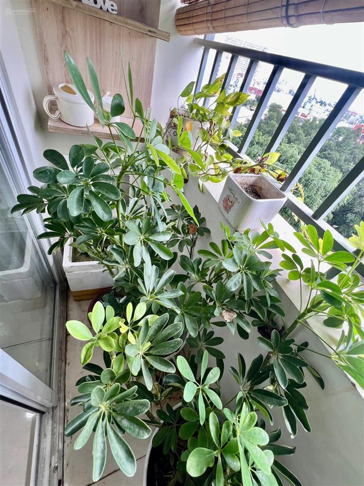 Căn hộ góc dreamhome residence gò vấp  3pn  2wc full nội thất 15 triệu chính chủ 0901 909 ***
