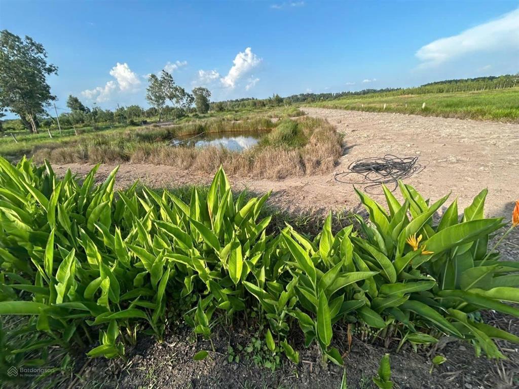 Tìm đối tác khai thác farmstay / camping / retreat tại an điền  bến cát