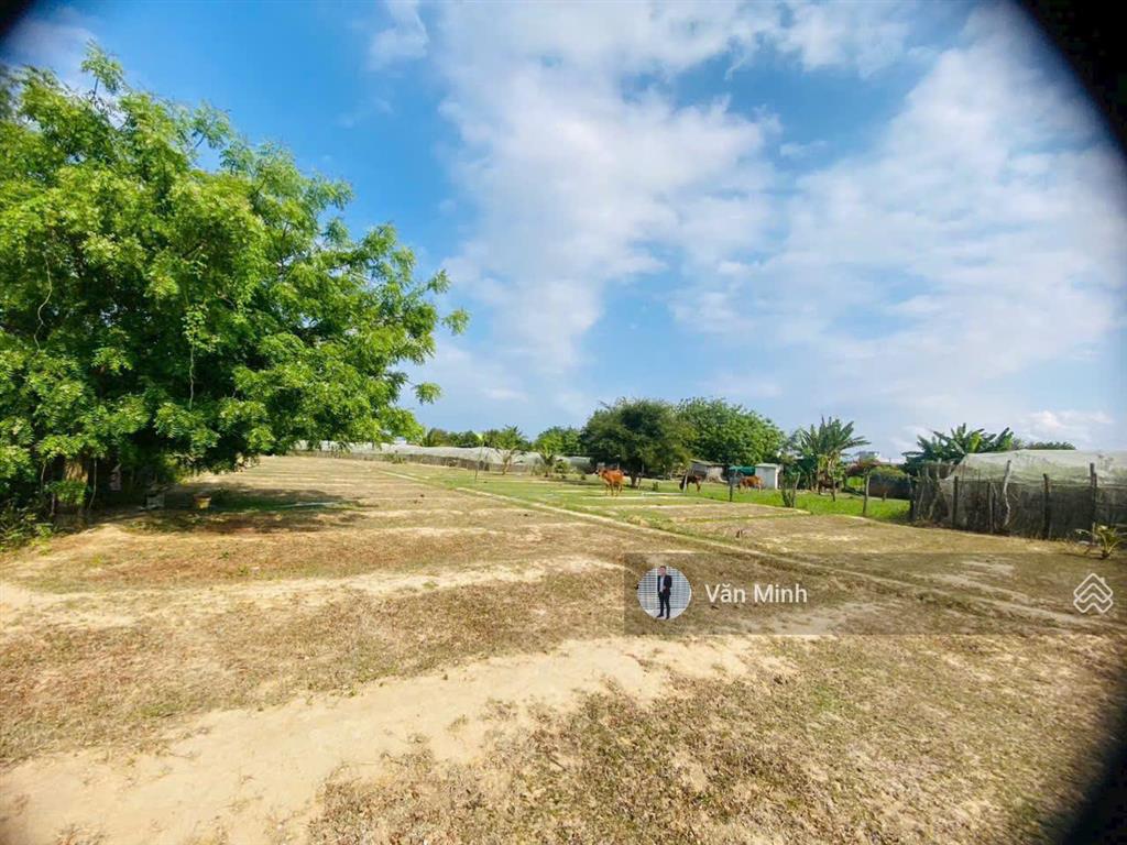 Bán đất trồng cây lâu năm hẻm xe hơi đường nguyễn viết xuân kp10 phước dân ninh phước 1284m2 760tr