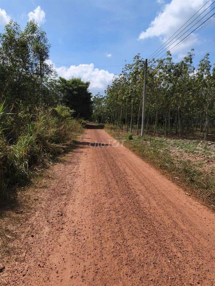 Đất Thanh An, TPHCM (Định Hiệp Dầu Tiếng cũ)
