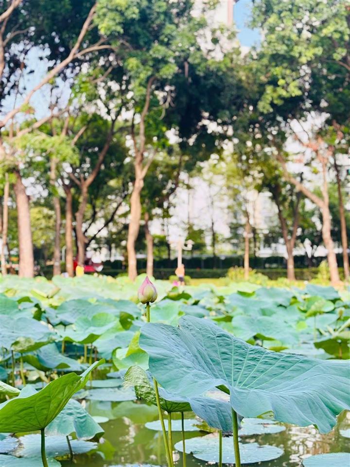 Cho thuê cc ruby  celadon city, 12 triệu, 70m2, 2pn, 2wc, đầy đủ nội thất