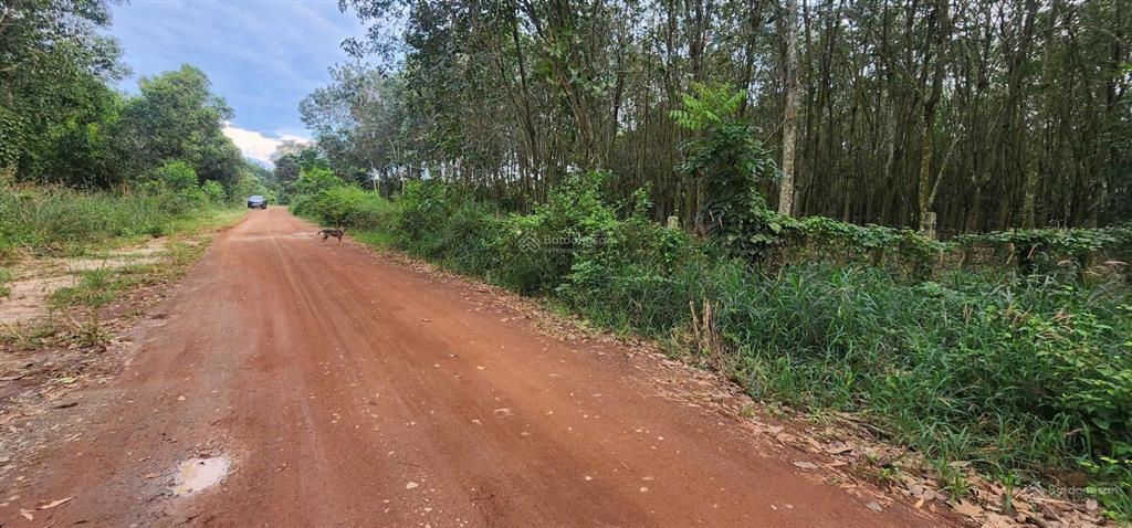 Siêu phẩm đầu tưhơn 2,1 hecta đất mặt tiền lai hưng 113 sát cạnh trục huyết mạch mỹ phước tân vạn