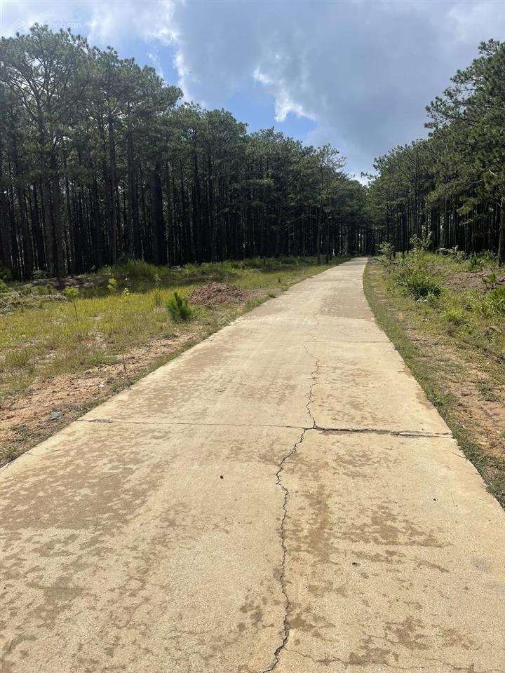 14.000m² đà lạt có suối giá hiếm chỉ 570tr/1.000m²