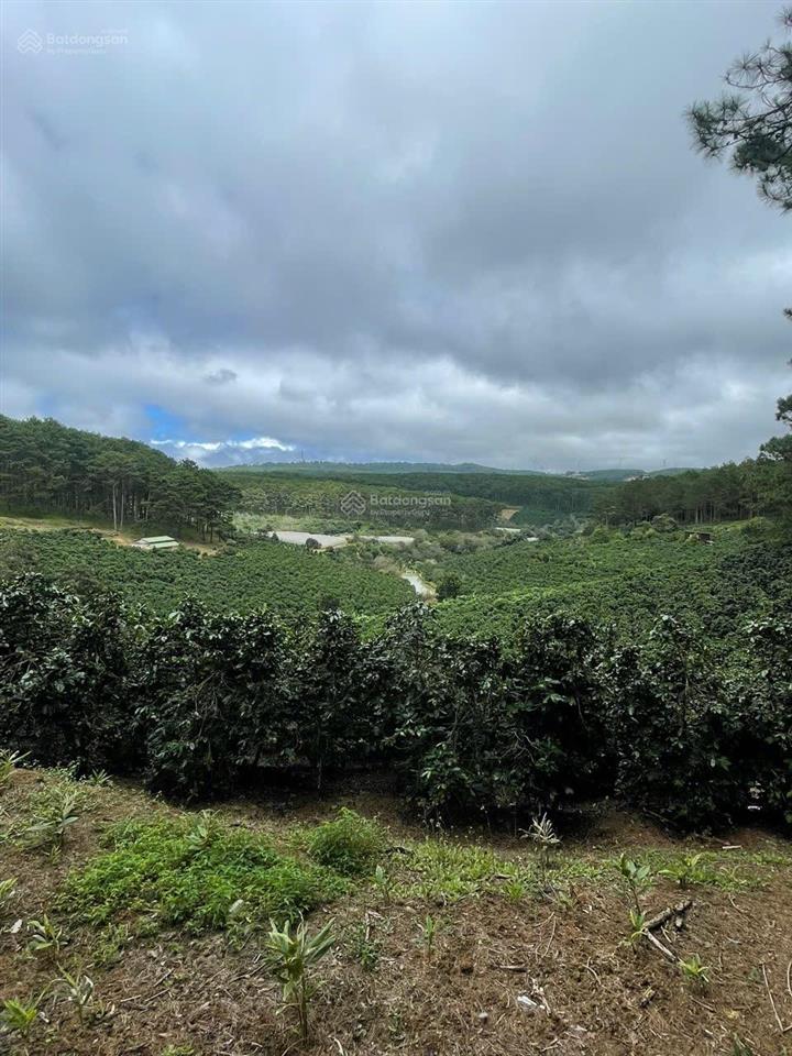 14.000m² đà lạt có suối giá hiếm chỉ 570tr/1.000m²