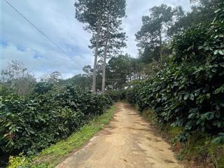 1.000m² đà lạt view rừng thông săn mây ô tô tới đất chỉ 1.5 tỷ