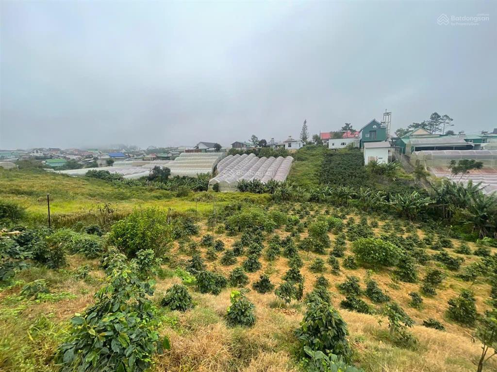 Bán đất 1500m2 tại xuân trường, đà lạt, giá cực chất 6 tỷ vnd uy tín