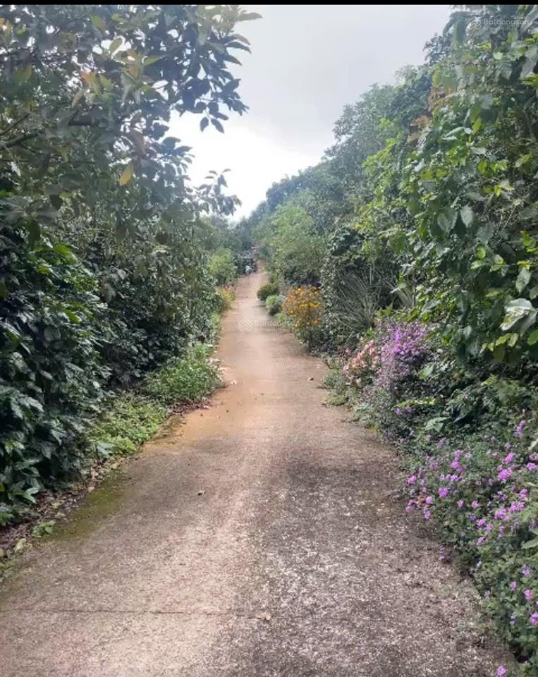 Siêu quỹ đất 3,3ha ngay khu săn mây đồi trà cầu đất