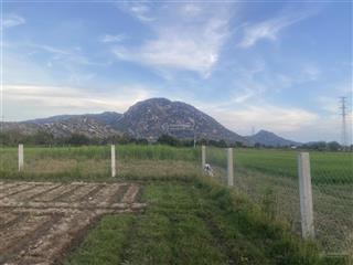 Bán 1885m2 đất vườn ninh hải, ninh thuận (cũ), khánh hoà, trồng dừa, đậu ván thu hoạch hằng ngày