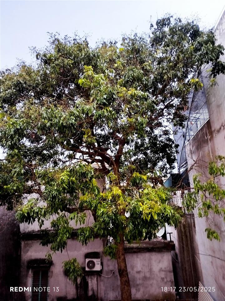 Chính chủ cho thuê nhà mái bằng dt 50 m2/200 m2 cả sân vườn