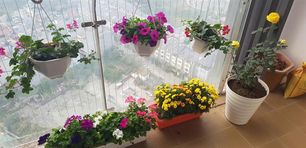 Chính chủ cần bán nhanh căn hộ chung cư 3 phòng ngủ tại chung cư tsq