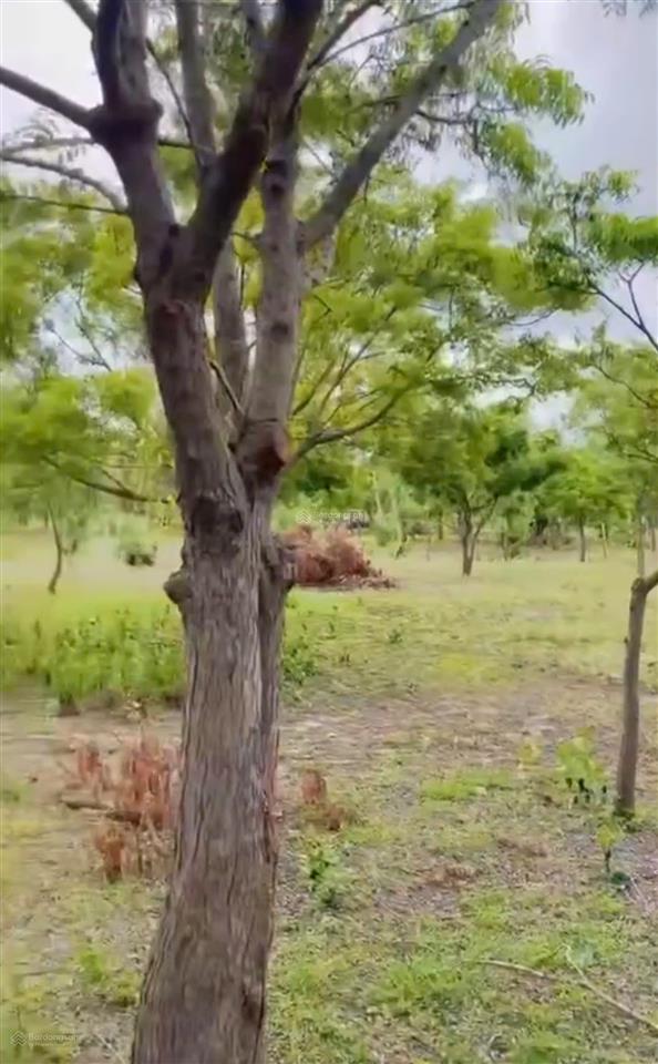 Bán farm 205,417m2 (20.5 ha) ninh thuận gần cao tốc bắc  nam