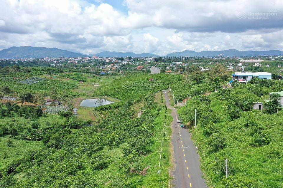 Bán nền đất có vườn bơ, gần thành phố, đường nhựa, ngang 10m, giá rẻ hơn ngân hàng định giá