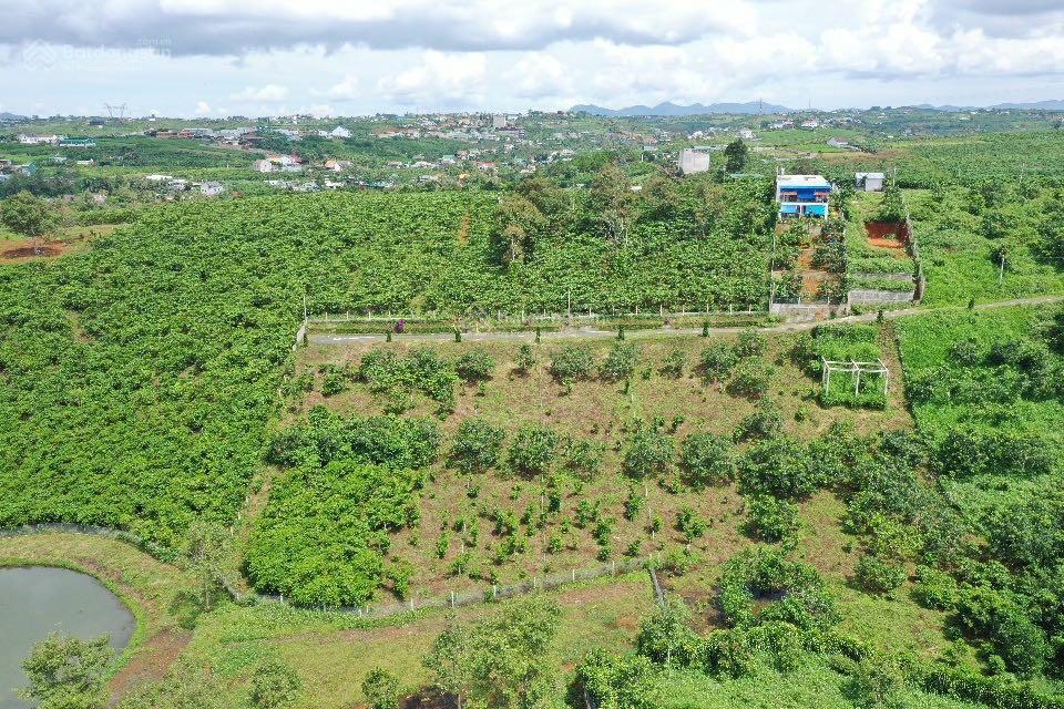 Bán nền đất có vườn bơ, gần thành phố, đường nhựa, ngang 10m, giá rẻ hơn ngân hàng định giá