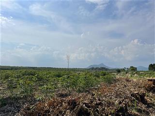 Chỉ 300 triệu/ 1000m2 cho 4 sào đất tân bình  lagi cách trung tâm cách biển 5km sổ hổng riêng