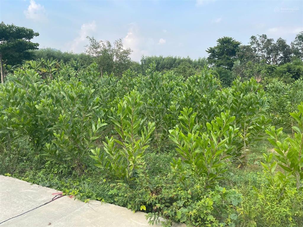 Bán 835m2 đất thổ cư đường bê tông 6m  tân hà  hàm tân 650 triệu sổ riêng