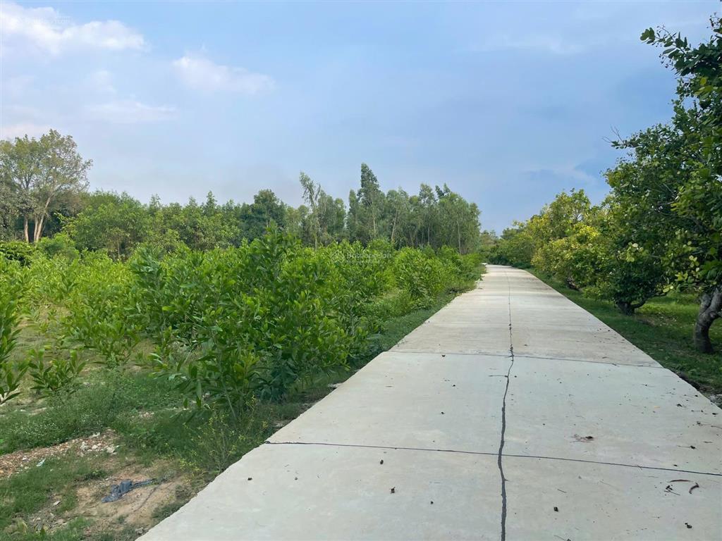 Bán 835m2 đất thổ cư đường bê tông 6m  tân hà  hàm tân 650 triệu sổ riêng