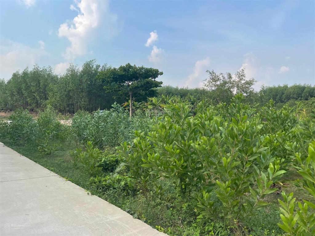 Bán 835m2 đất thổ cư đường bê tông 6m  tân hà  hàm tân 650 triệu sổ riêng