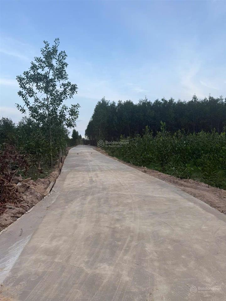Bán 1148m2 đất tân xuân  hàm tân chỉ 400 triệu/ sào đường bê tông 6m