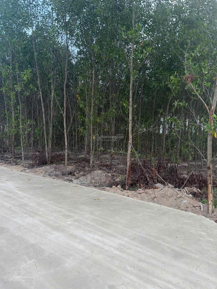 Bán 1148m2 đất tân xuân  hàm tân chỉ 400 triệu/ sào đường bê tông 6m