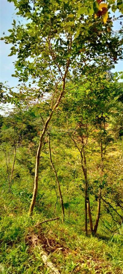 Chính chủ bán đất trồng cây 5.5 ha tại đạ tẻh 2 mới, tỉnh lâm đồng mặt tiền 100m, giá chỉ 4,5 tỷ