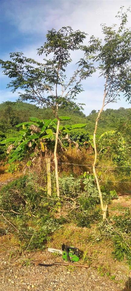 Chính chủ bán đất trồng cây 5.5 ha tại đạ tẻh 2 mới, tỉnh lâm đồng mặt tiền 100m, giá chỉ 4,5 tỷ