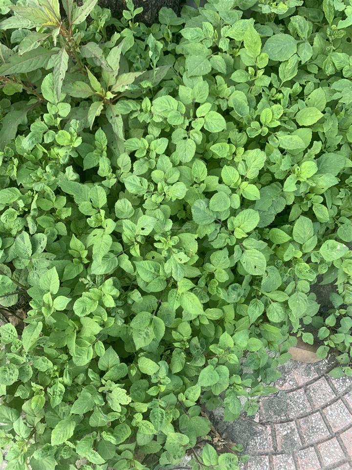 Chính chủ gửi bán lô đất dịch vụ lại yên  xã sơn đồng  hà nội . giá 15.772 tỷ