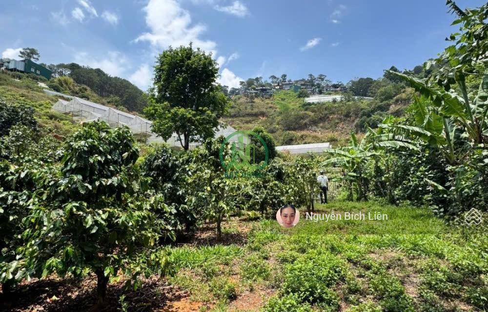Gia đình có việc cần bán gấp đất hùng vương  đà lạt  dt 1300m2 giá 4 triệu/ m2 đường 3m