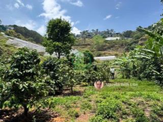 Gia đình có việc cần bán gấp đất hùng vương  đà lạt  dt 1300m2 giá 4 triệu/ m2 đường 3m