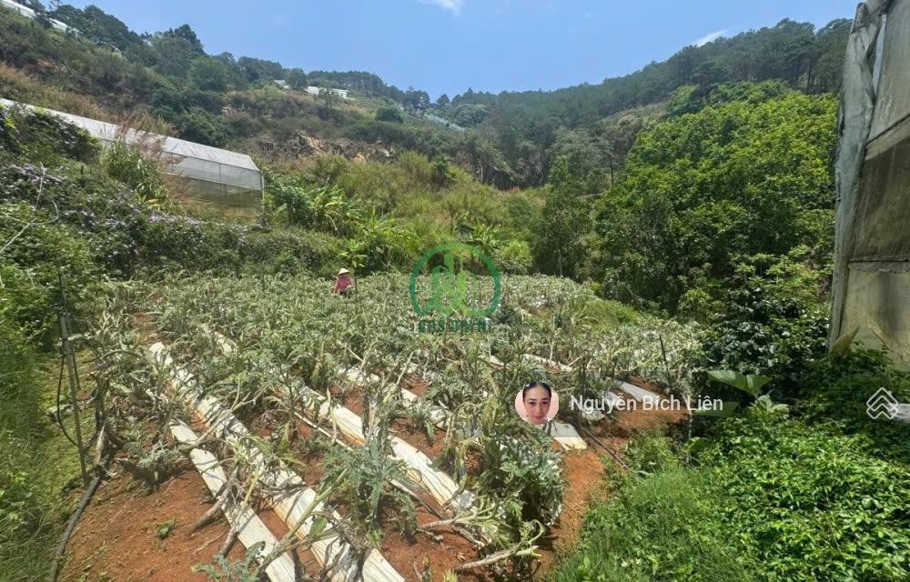 Gia đình có việc cần bán gấp đất hùng vương  đà lạt  dt 1300m2 giá 4 triệu/ m2 đường 3m