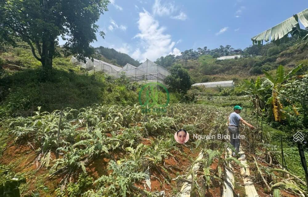 Gia đình có việc cần bán gấp đất hùng vương  đà lạt  dt 1300m2 giá 4 triệu/ m2 đường 3m