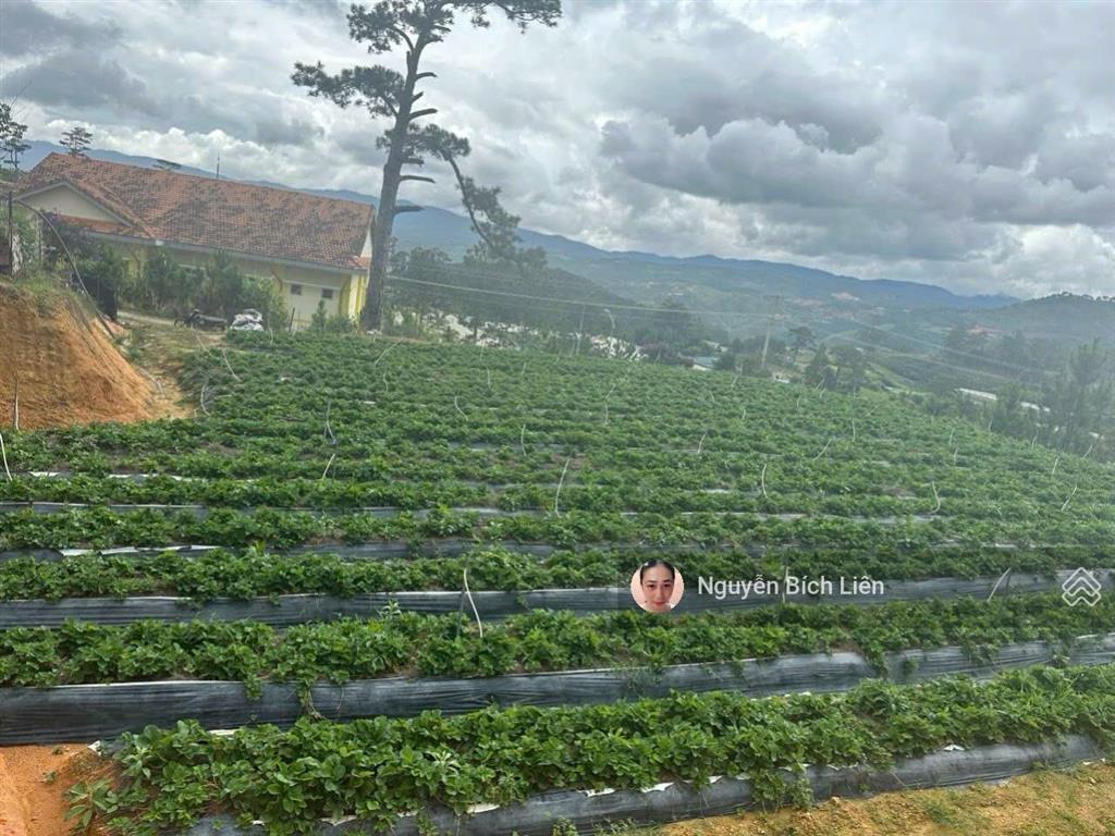 Đất view săn mây xã lát lạc dương (p. langbiang)