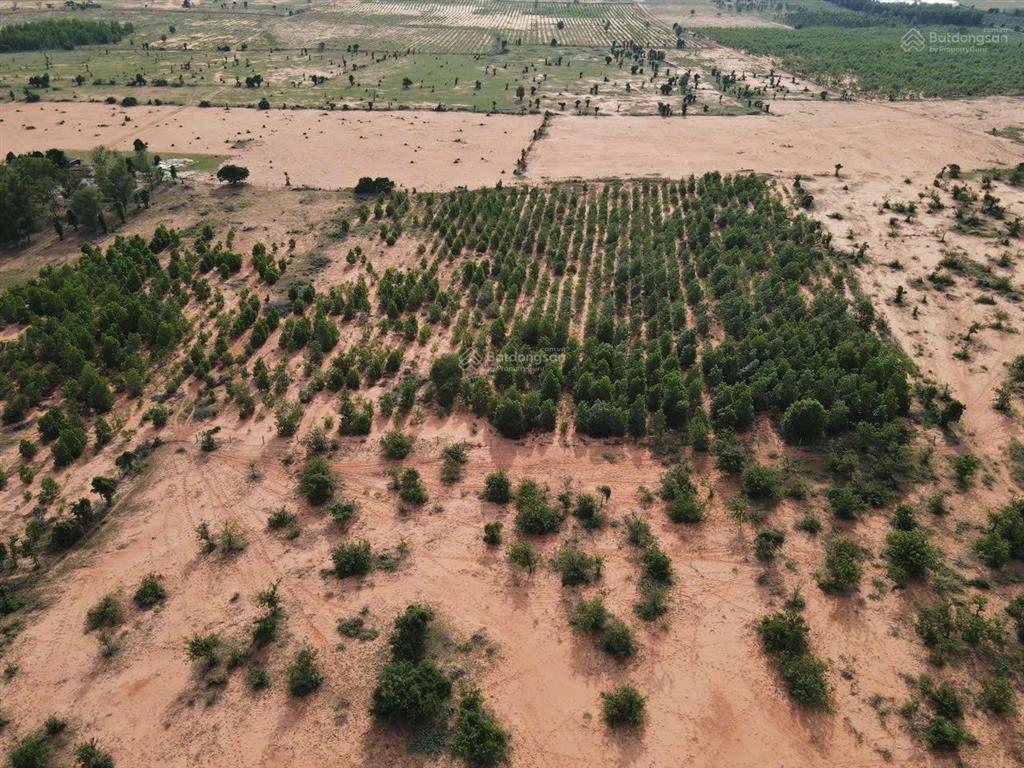 Bán nhanh lô đất trồng cây lâu năm giá siêu hời chỉ với 1,3 tỷ/10000m2