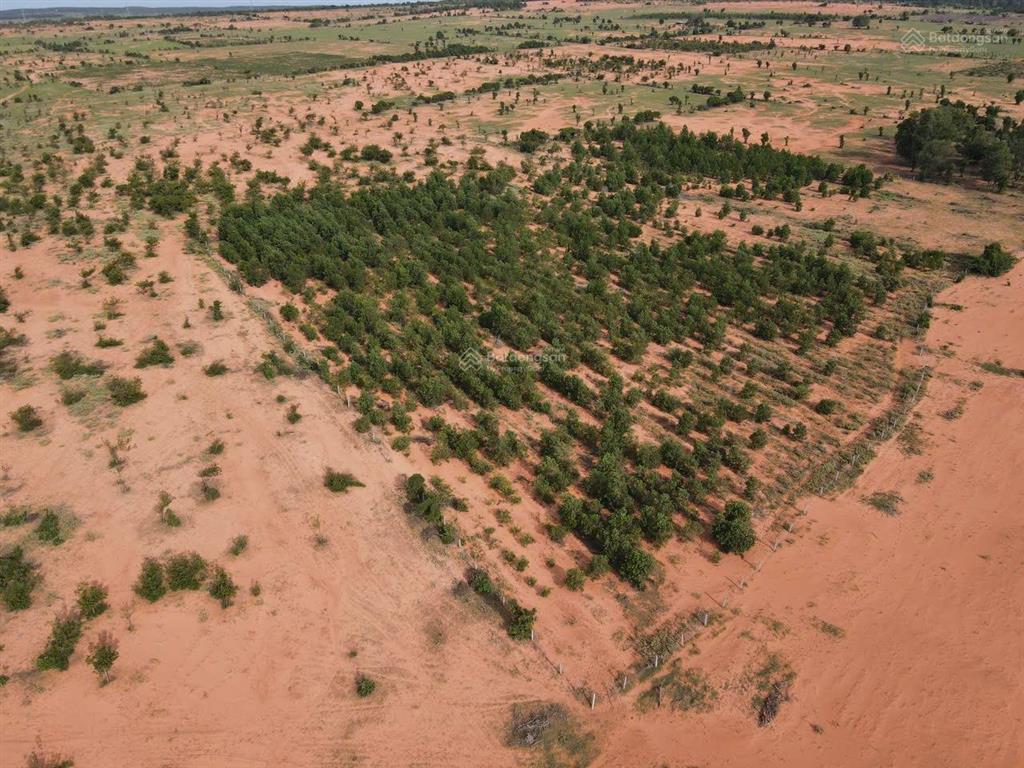 Bán nhanh lô đất trồng cây lâu năm giá siêu hời chỉ với 1,3 tỷ/10000m2