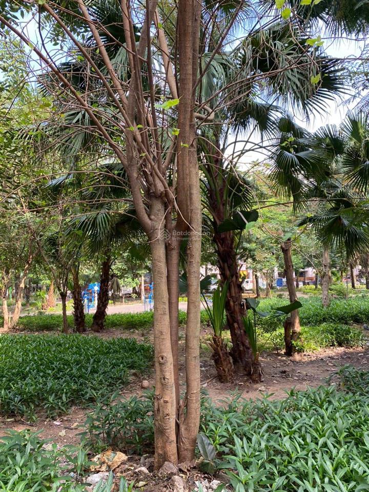Chính chủ bán đất 350m2 mặt vườn hoa trần quang diệu mặt tiền 12m sổ đỏ chính chủ 125 tỷ