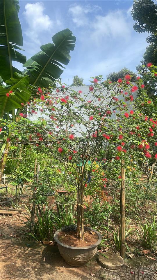 Bán đất thổ cư khu tái định cư suối chồn, long khánh, đồng nai