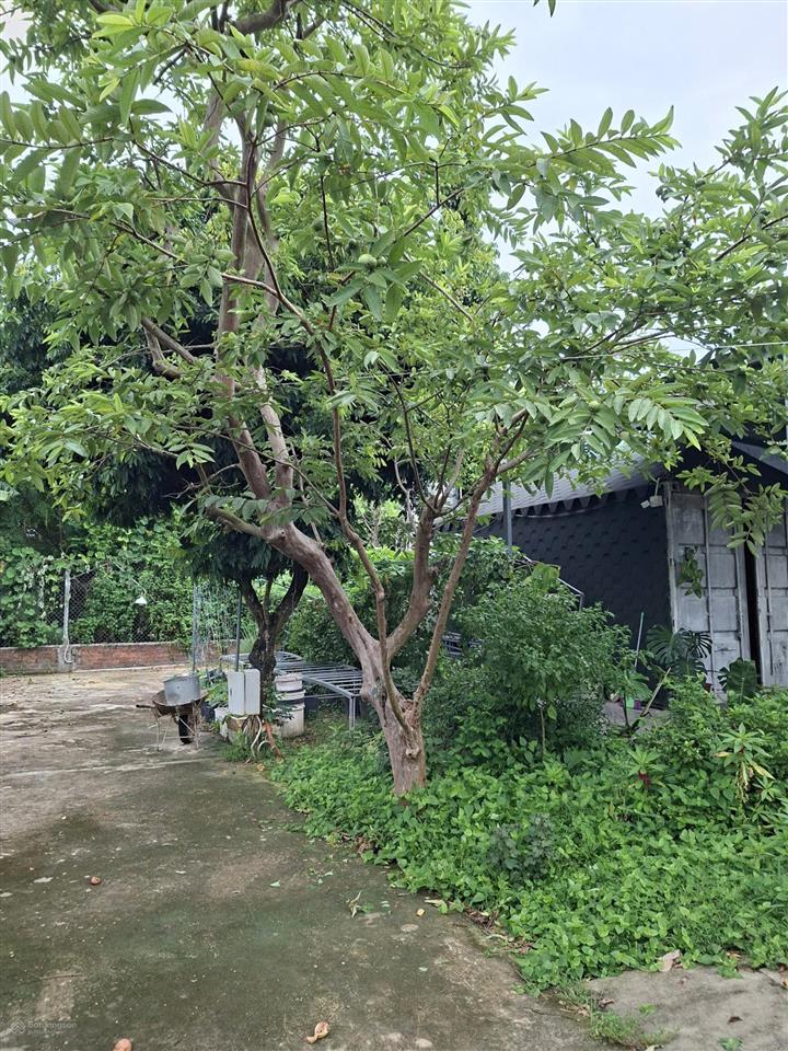 Bán đất 1387m2 tại trần phú, điện hòa, điện bàn, 20 tỷ
