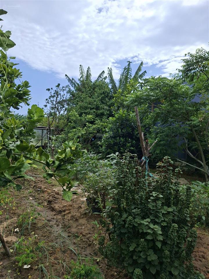 Bán đất 1387m2 tại trần phú, điện hòa, điện bàn, 20 tỷ