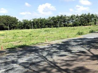 Tôi cần bán nhanh 1500m2 đất trồng cây đường bông văn dĩa, tân nhựt, có tl, có cho thuê đất