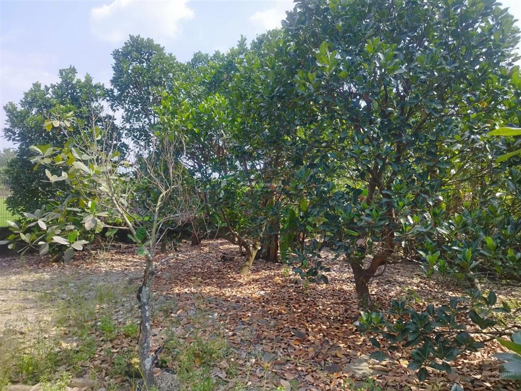 Nhà vườn đẹp 1000m2 đất thổ cư xã bình mỹ chỉ 6.5 triệu/m2 còn tl