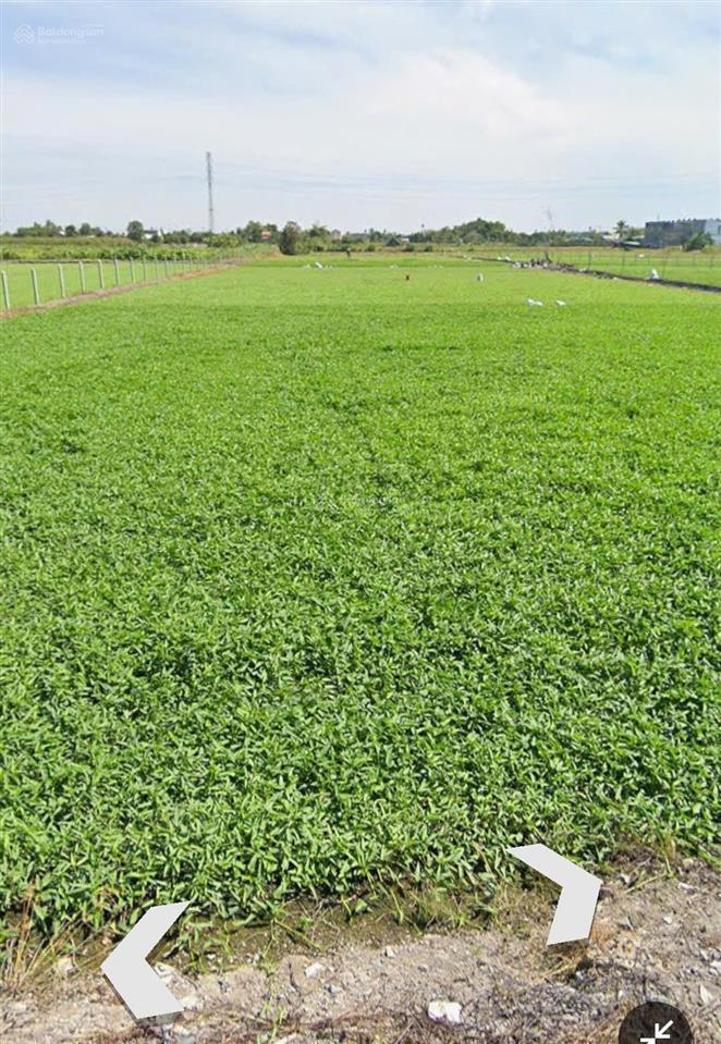 Đất trồng cây gần chợ ấp 7 bình mỹ chỉ gần 2 triệu/m2