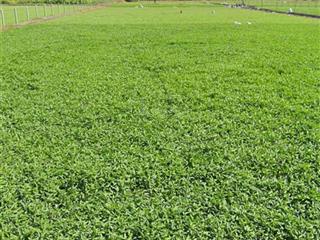 Đất trồng cây gần chợ ấp 7 bình mỹ chỉ gần 2 triệu/m2