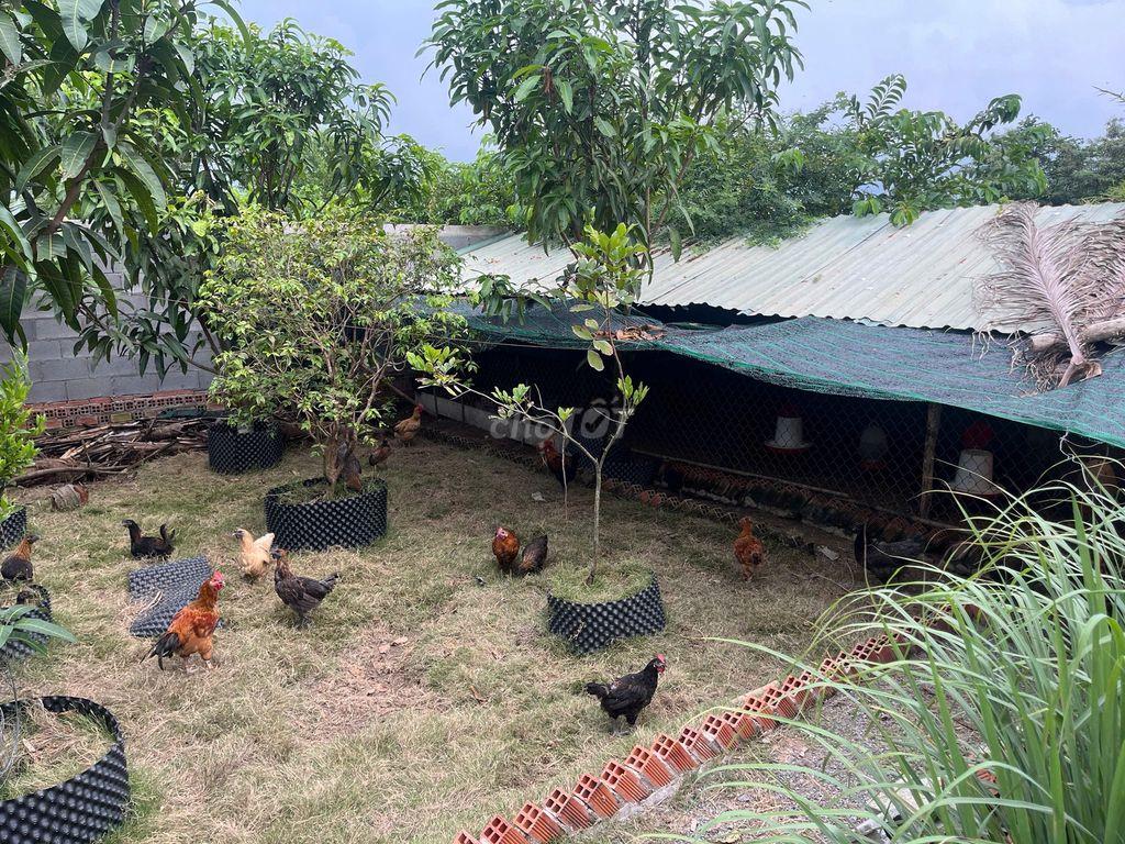 nhà vườn sinh thái để ở 