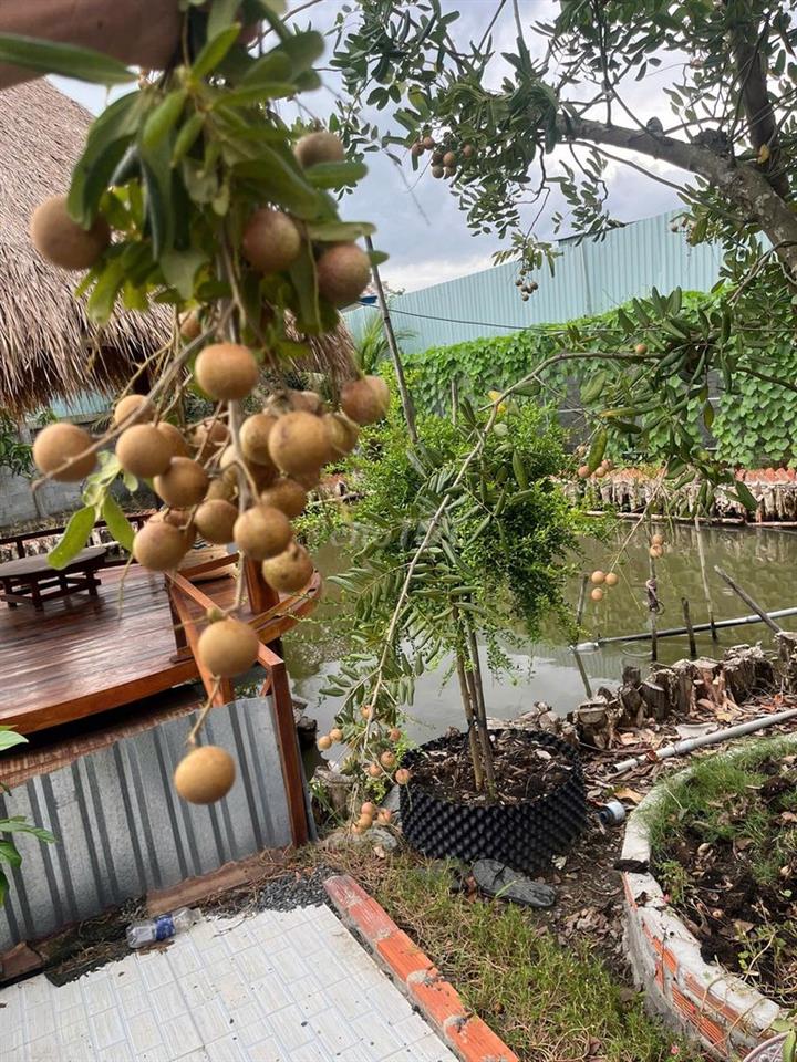 nhà vườn sinh thái để ở 