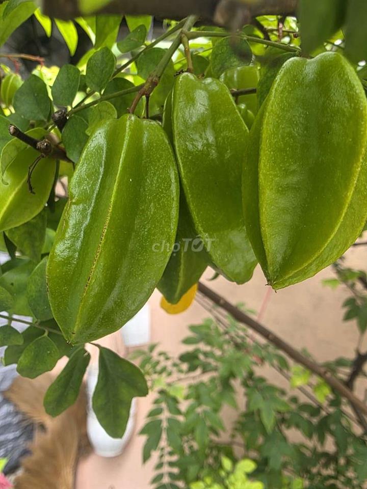 BÁN CĂN NHÀ CHỦ Ở LÂU NĂM NGAY CHỢ XÓM MỚI