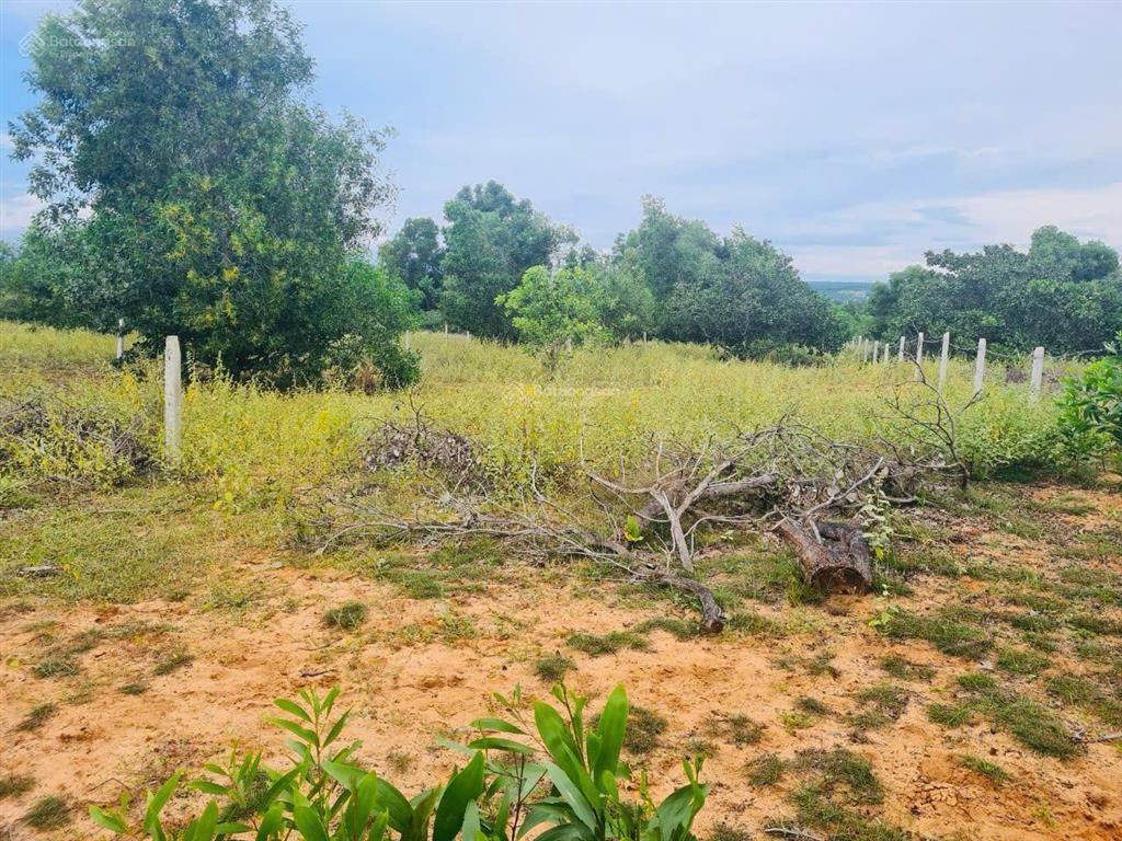 Bán nhanh 1000m2 đất cln ở thiện nghiệp, giá thương lượng,  0987 880 ***