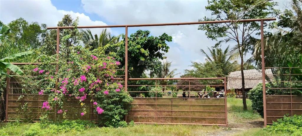 Bán đất tại mặt tiền rạch đá hàng, bình mỹ, 6 tỷ vnd, 1192 m2