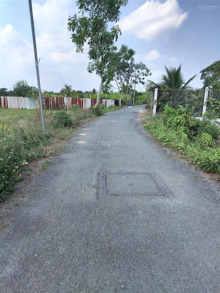 Bán 6035m2 đất lúa đường bùi thanh khiết, tân túc, bình chánh, tphcm