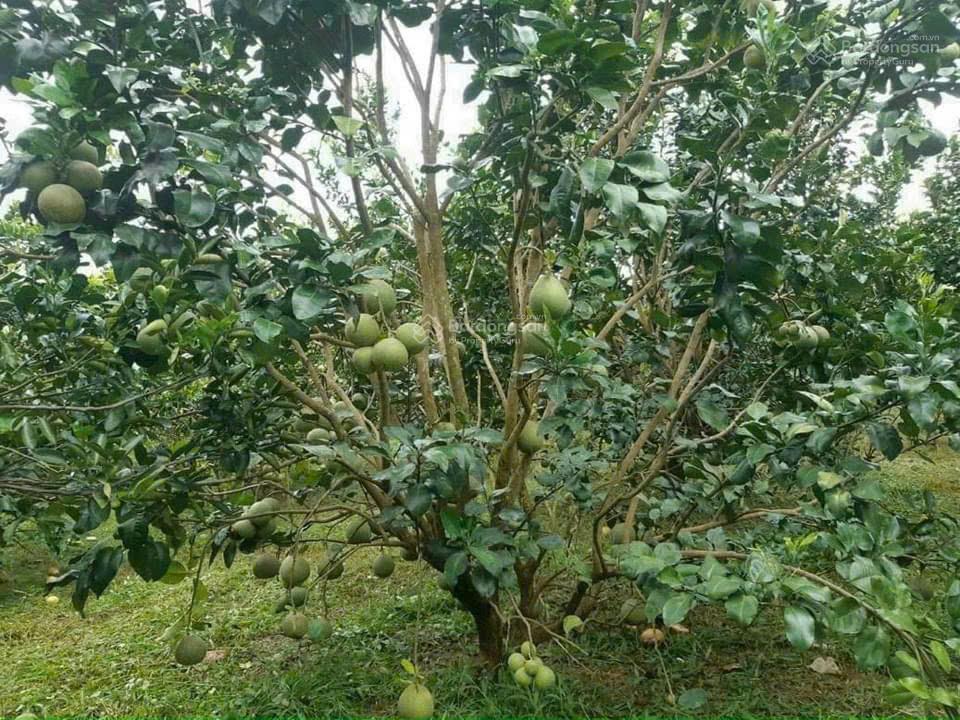 Bán 1695m2 (33m x 48m)  tại xã bình lợi, huyện vĩnh cửu, tỉnh đồng nai. giá chỉ 3,2 tỷ