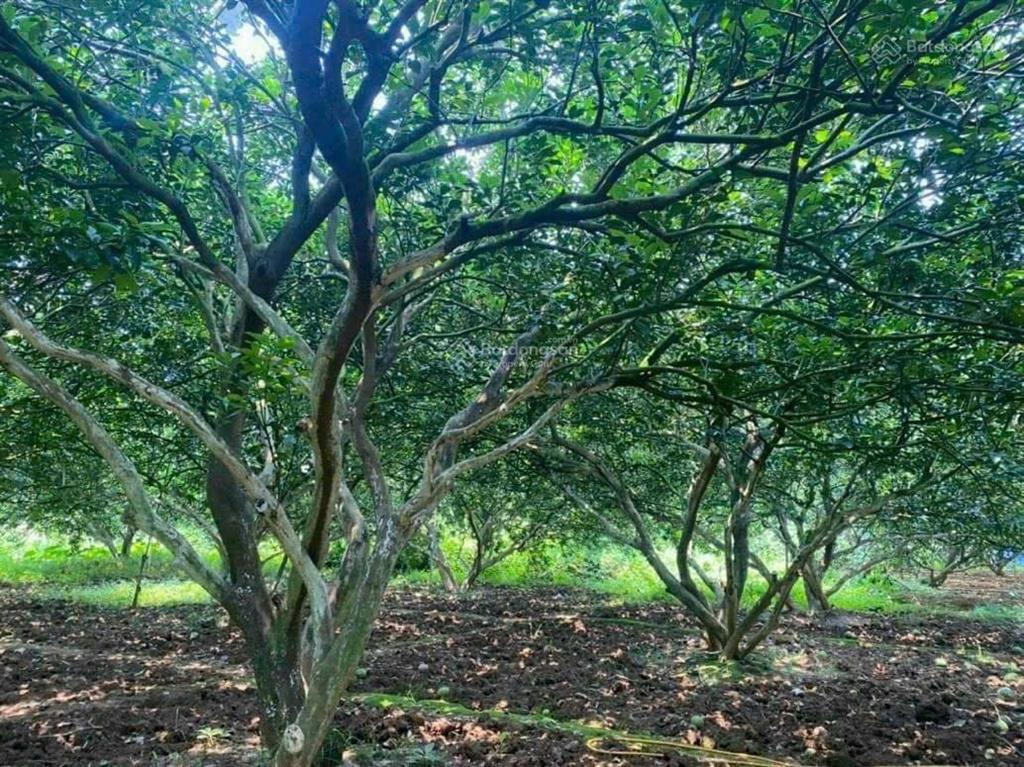 Bán 1695m2 (33m x 48m)  tại xã bình lợi, huyện vĩnh cửu, tỉnh đồng nai. giá chỉ 3,2 tỷ