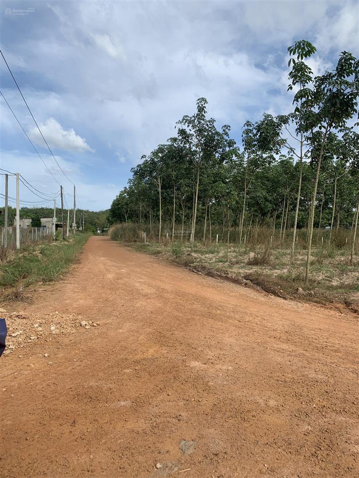 Bán đất 1000m2 cln tại xã long hòa, huyện dầu tiếng, tỉnh bình dương.